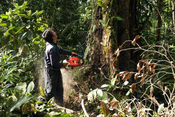 Baldwinsville, NY Tree Removal Company