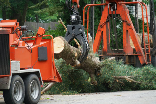 How Our Tree Care Process Works  in  Baldwinsville, NY